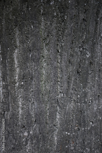 Tilia bark © simona
