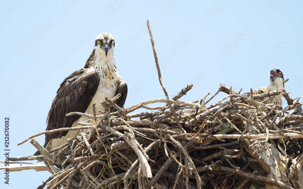 Naklejka premium Young Mother Osprey and It's Sole Chick on the Nest
