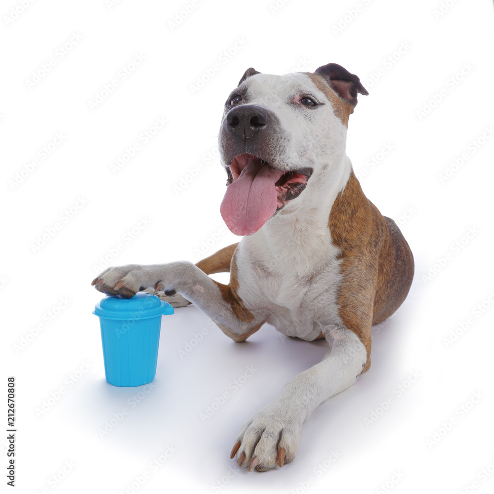 chien american Staffordshire terrier avec mini poubelle Stock Photo | Adobe  Stock