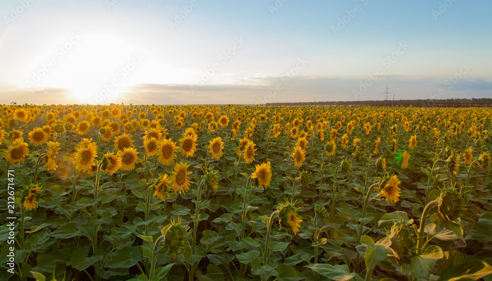Obraz premium Sunflower fields during sunset. Digital composite of a sunrise over a field of golden yellow sunflowers