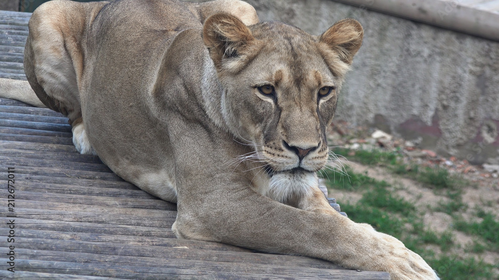 Fototapeta premium Lioness (Panthera leo), close up