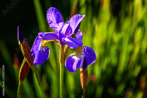 Fototapeta Naklejka Na Ścianę i Meble -  Flower bed with purple irises and blurred bokeh background. Inspirational natural floral spring or summer blooming garden or park. Colorful blooming ecology nature landscape