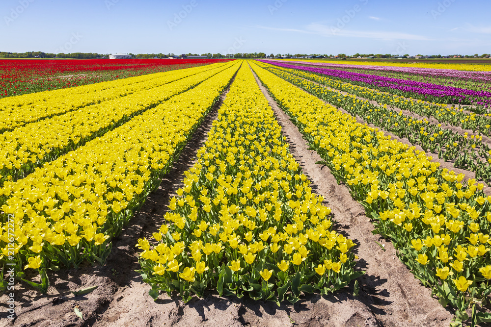 Yellow and red Dutch tulips flowers field with a blue sky