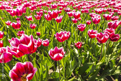 Closeup of red and white flamed tulips in a Dutch tulips field flowerbed under a blue sky