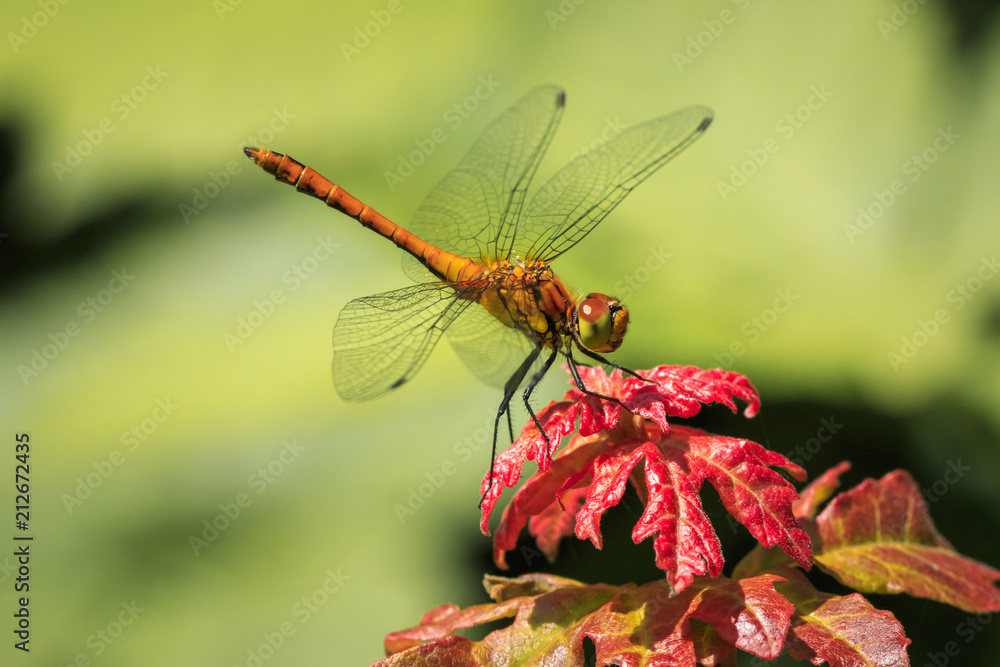 Common Darter (Sympetrum striolatum) front Common Darter (Sympetrum striolatum) front