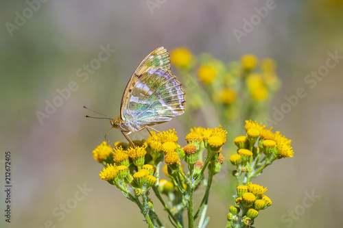 Silver-washed fritillary butterfly, Argynnis paphia, closeup © Sander Meertins