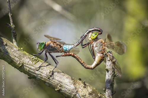 Closeup of a male and female emperor dragonfly or blue emperor Anax imperator, mating photo