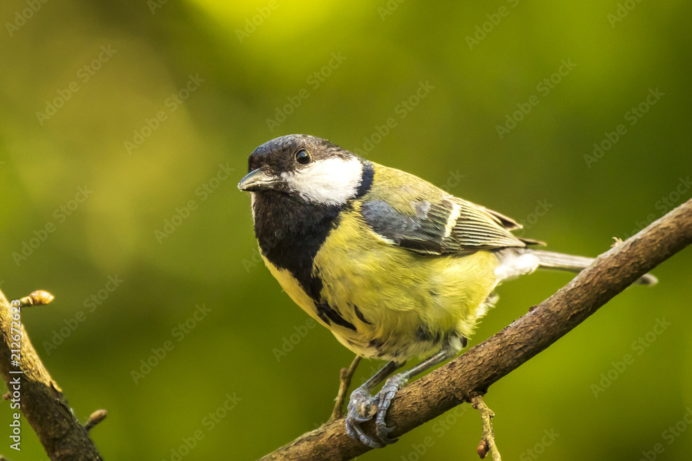 Parus major Great tit bird closeup Parus major Great tit bird closeup