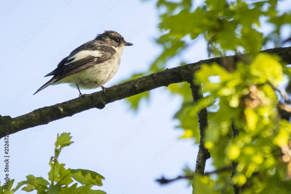Closeup of a European pied flycatcher bird (Ficedula hypoleuca) perching on a branch, singing. Closeup of a European pied flycatcher bird (Ficedula hypoleuca) perching on a branch, singing.