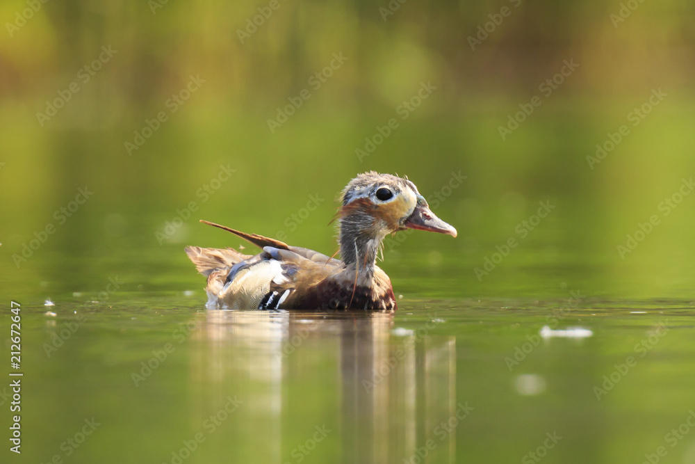 Mandarin duck Aix galericulata eclipse plumage Mandarin duck Aix galericulata eclipse plumage