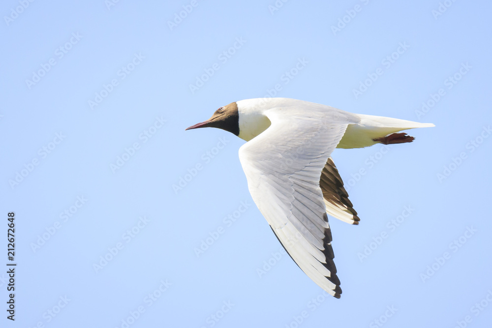 Black-headed gull, Chroicocephalus ridibundus, flying Black-headed gull, Chroicocephalus ridibundus, flying