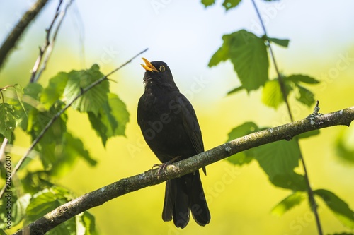 Blackbird (turdus merula) singing in a tree photo