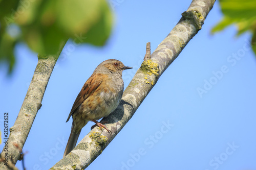 Dunnock Prunella modularis bird singing during Springtime photo