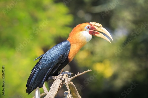 Photos Closeup portrait of a male Blyth's hornbill (Rhyticeros plicatus), or Papuan hor