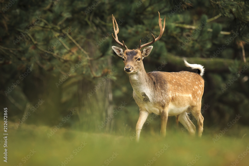Young fallow deer buck, Dama Dama, walking in a dark forest Young fallow deer buck, Dama Dama, walking in a dark forest
