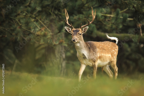 Young fallow deer buck  Dama Dama  walking in a dark forest