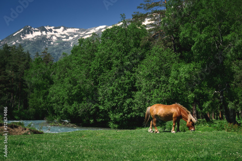 Beautiful nature landscape of mountains with snow and green forest. Pony horse are eating grass on meadow