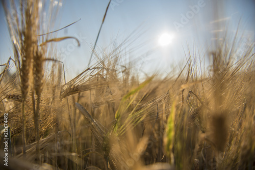 Wheat fields, Prince Edward Island