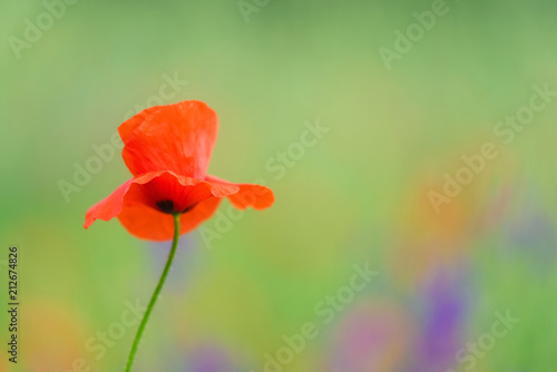 Fototapeta Naklejka Na Ścianę i Meble -  close up in poppy field and sun. Spring summer nature background concept. Shallow deep of field. Selective focus.