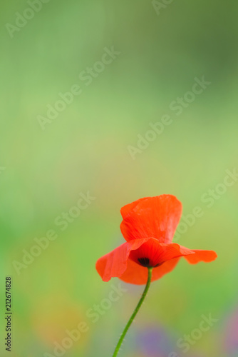 Fototapeta Naklejka Na Ścianę i Meble -  close up in poppy field and sun. Spring summer nature background concept. Shallow deep of field. Selective focus.