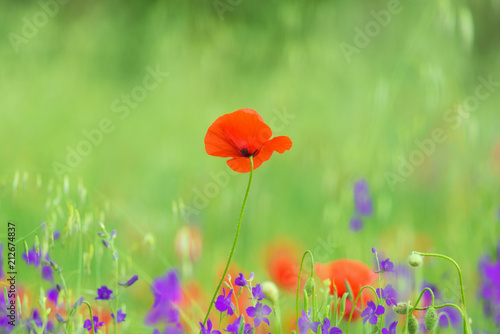 Fototapeta Naklejka Na Ścianę i Meble -  close up in poppy field and sun. Spring summer nature background concept. Shallow deep of field. Selective focus.