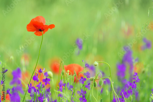 Fototapeta Naklejka Na Ścianę i Meble -  close up in poppy field and sun. Spring summer nature background concept. Shallow deep of field. Selective focus.
