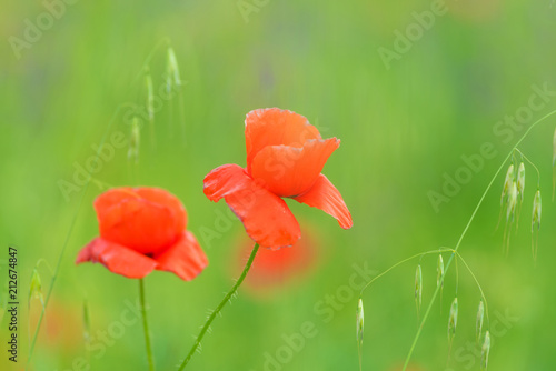 Fototapeta Naklejka Na Ścianę i Meble -  close up in poppy field and sun. Spring summer nature background concept. Shallow deep of field. Selective focus.