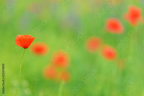 Fototapeta Naklejka Na Ścianę i Meble -  Beautiful close up in poppy field and sun. Spring summer nature background concept. Shallow deep of field selective focus.
