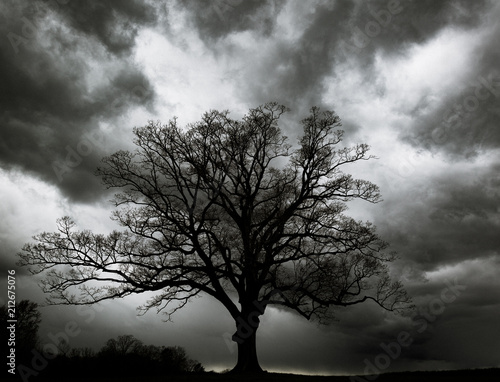 Oak tree with storm clouds. 