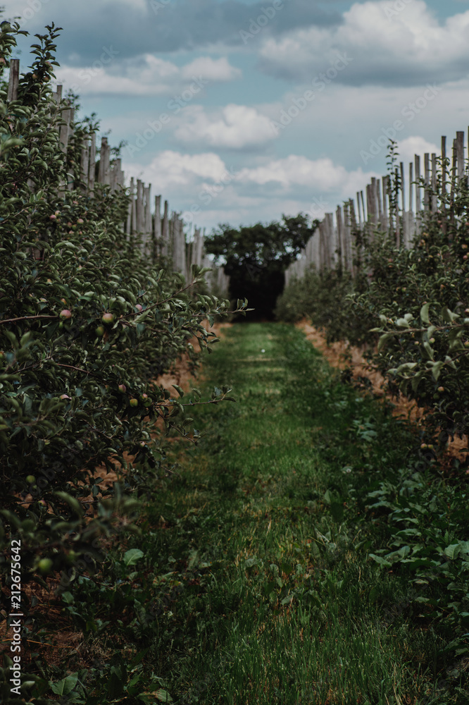 Apple trees in polish orchard