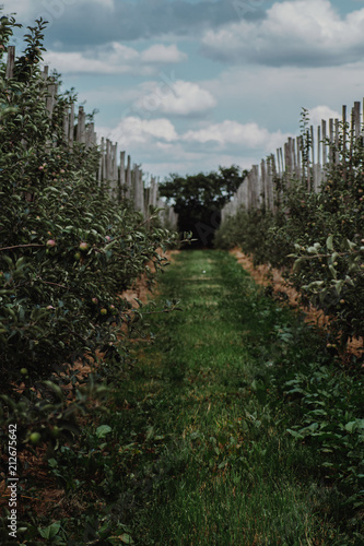 Obraz na płótnie Apple trees in polish orchard w salonie