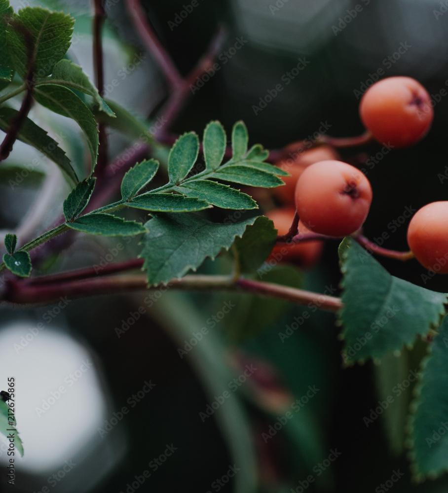 Red fruits of rowanberry
