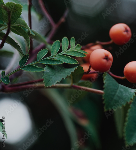 Obraz na płótnie Red fruits of rowanberry w salonie