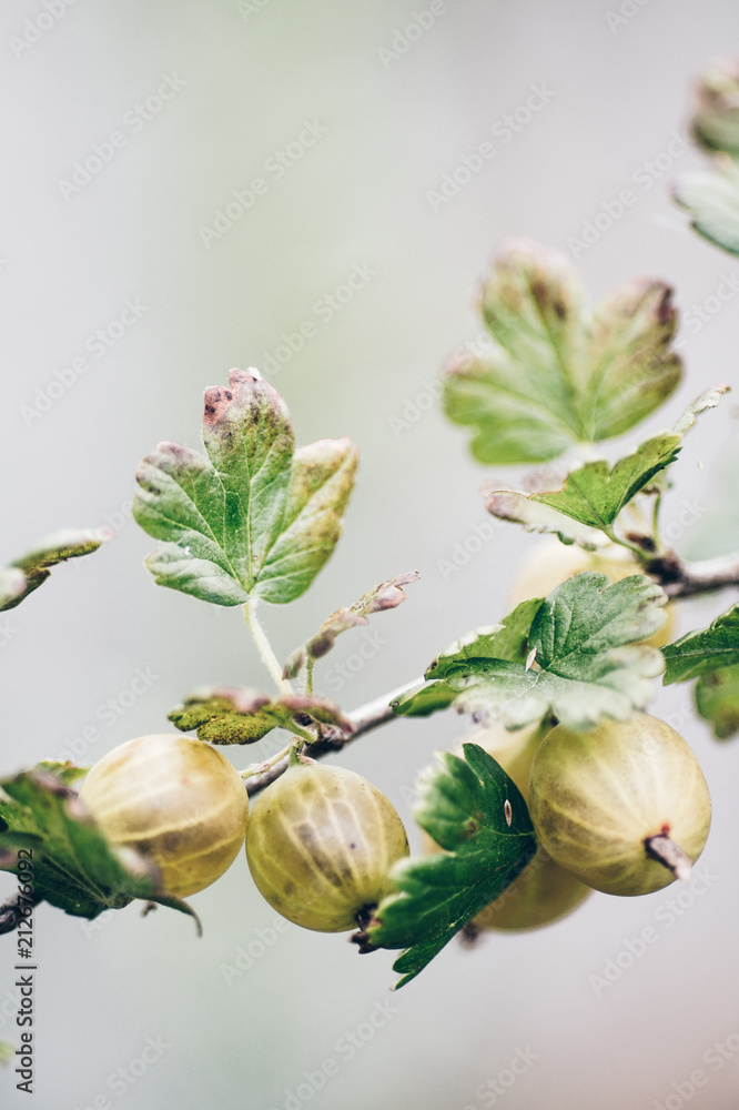 A gooseberry on a bush