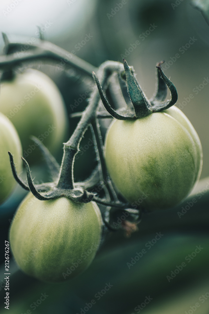Green, raw tomatoes
