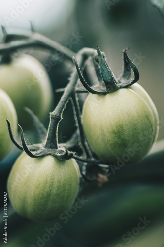 Obraz na płótnie Green, raw tomatoes w salonie