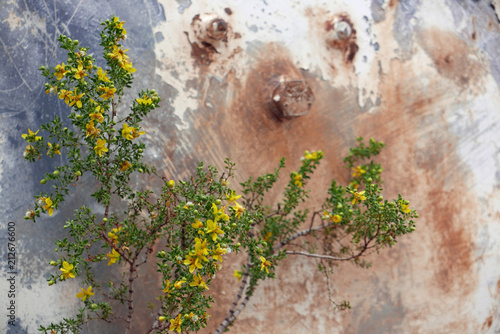 Blooming creosote bush in front of rusty metal photo