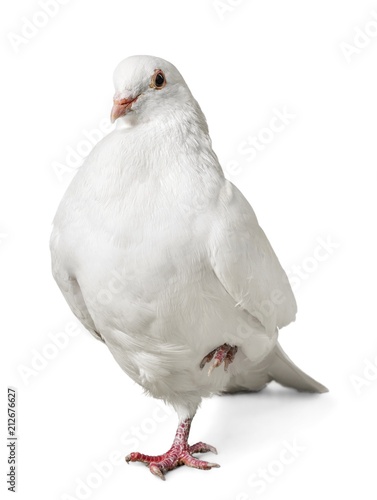 White Dove Standing on One Foot