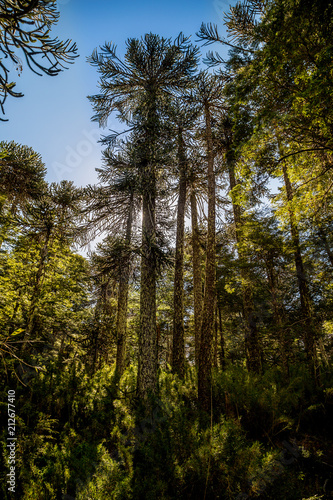 Bosque de araucarias © vicho