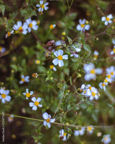Spring flowers with blurred backgroud
