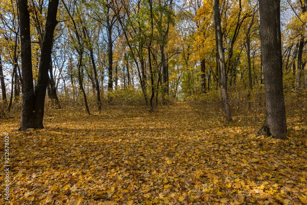 Carpet of oak and maple leaves. Golden autumn, the most beautiful time of the year