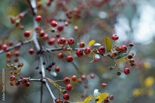 Spring flowers with blurred backgroud
