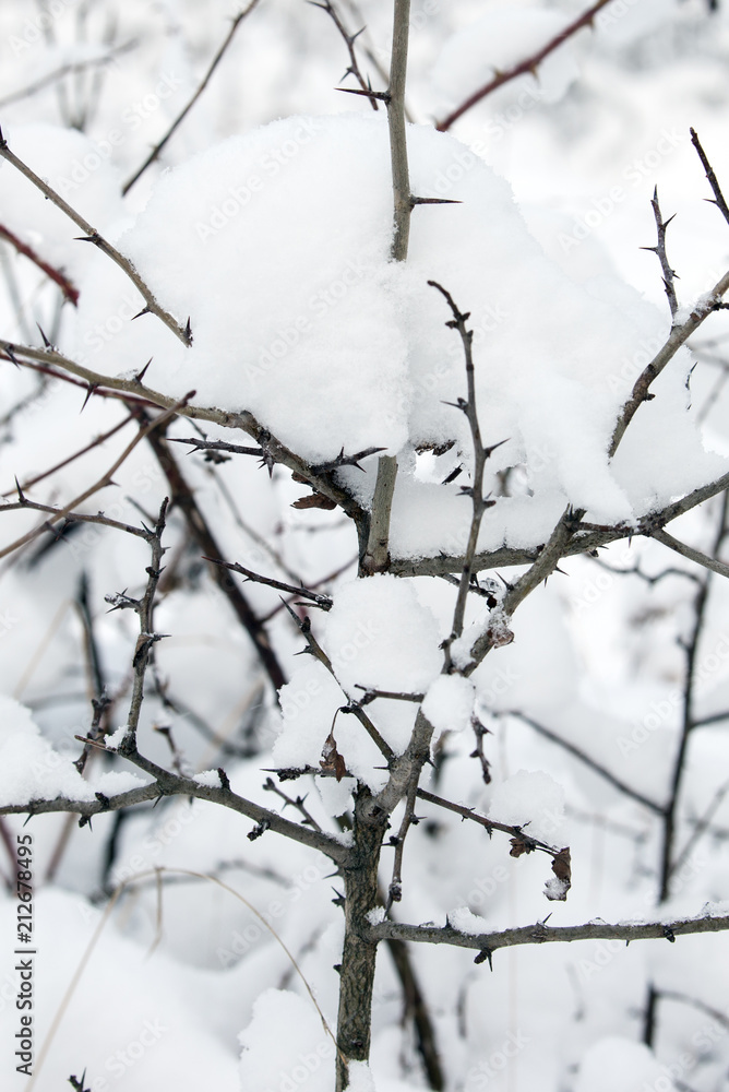 A scrub under the snow, the thorns of which will be protected from animals in winter A scrub under the snow, the thorns of which will be protected from animals in winter