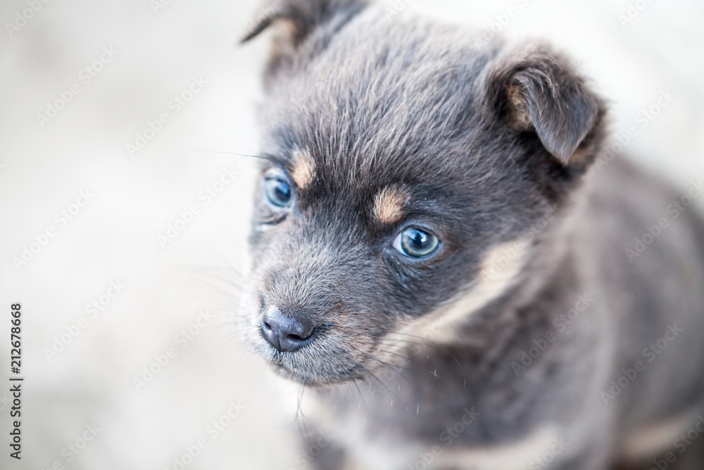 Winter scene with beautiful puppy
Winter scene with beautiful puppy