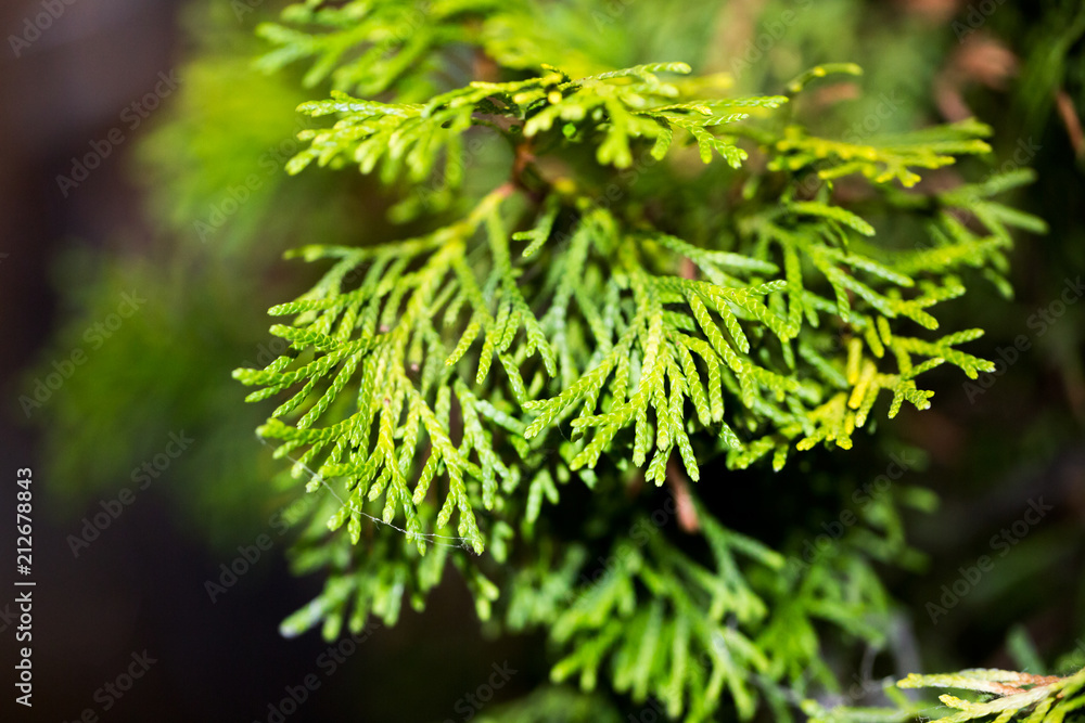 Thuja occidentalis - details on the branch
