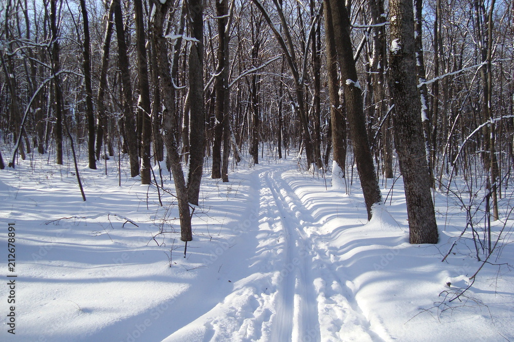 Ski track passes through the winter forest and skiing is a good active holiday Ski track passes through the winter forest and skiing is a good active holiday