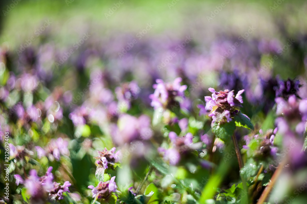 Lamium purpureum plant with flowers
Lamium purpureum plant with flowers