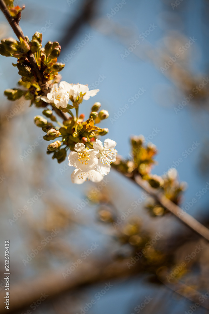 Spring blooming on the branches
Spring blooming on the branches