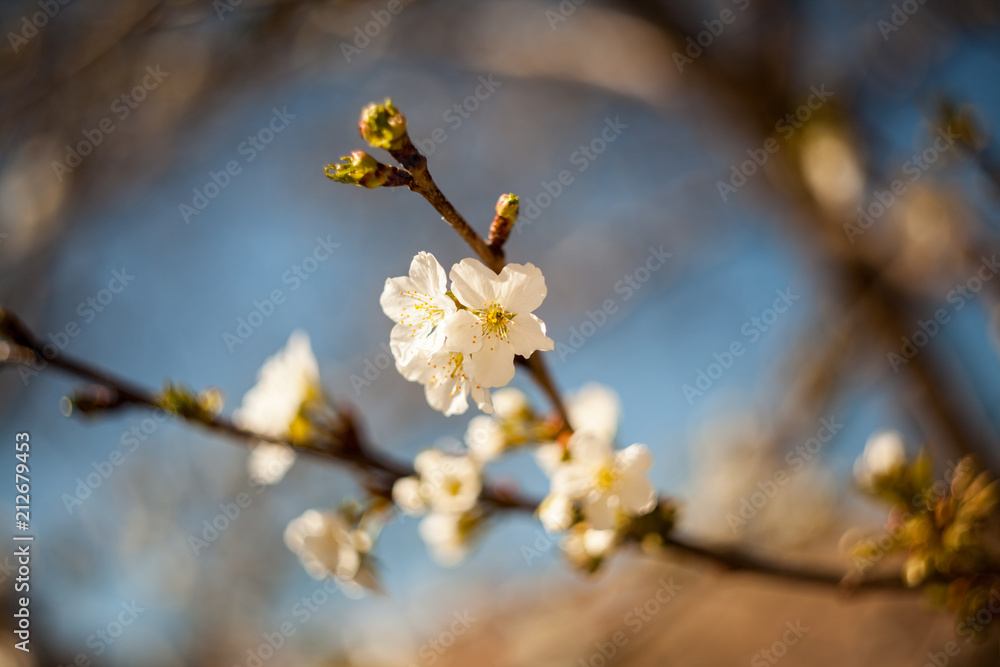 Spring blooming on the branches
Spring blooming on the branches