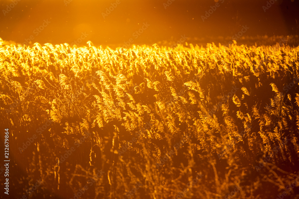 Obraz premium Autumn landscape with reeds in contrejour light at sunset 